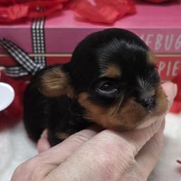Milo - Black and tan male Cavalier King Charles Spaniel puppy in Stilwell, Oklahoma from Love Bug Cavaliers
