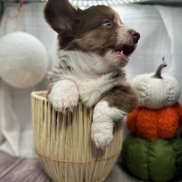 Riley - Liver and white male Cardigan Welsh Corgi puppy in Crystal River, Florida from Coopers Korner