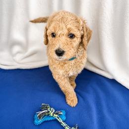 Caramel - Apricot male Goldendoodle puppy in Glendale, Arizona from CocoLove Doodles