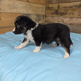 G2 - Black tri female Miniature Australian Shepherd puppy in Citra, Florida from Southpaw Herders LLC