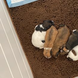 Goldendoodle and Havapoo Puppies from Lady Paws Puppies