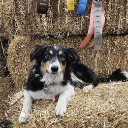 Border Collie All Grown Up from LaTiKi Border Collies