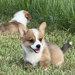Pembroke Welsh Corgi Puppies from Pembroke Welsh Corgis at Belle Haven