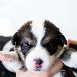 Pembroke Welsh Corgis from Celtic Corgis
