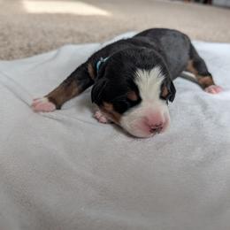 Girl 3 - Black, white and red female Greater Swiss Mountain Dog puppy in Reinholds, Pennsylvania from Stonebridge Swissies