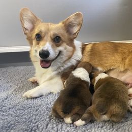 Cardigan Welsh Corgi and Pembroke Welsh Corgi Puppies from Rustic Spur Kennel