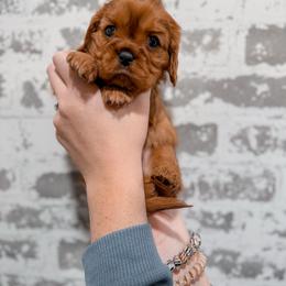 Rose - Ruby female Cavalier King Charles Spaniel puppy in Mayo, Florida from Kingston’s Cavaliers