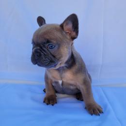 Callie (Girl 6) - Blue fawn female French Bulldog puppy in Neosho, Missouri from Norris Frenchies
