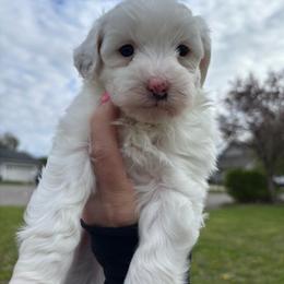 Mr White - White male Cavapoo puppy in Norton Shores, Michigan from Dune Pack Doodles and Poodles