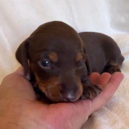 Medium chocolate and tan female - Chocolate and tan female Dachshund puppy in Valley Springs, California from Robin’s Dachshunds