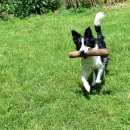 Border Collies from Kait Standal