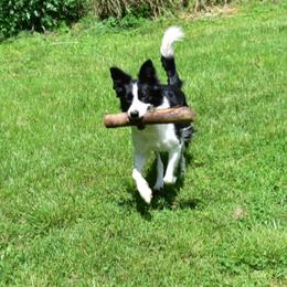 Border Collies from Kait Standal