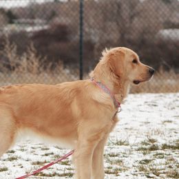 Golden Retrievers and Schnoodles from Bassett Family Ranch