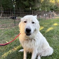 River - Maremma Sheepdog
