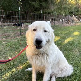River - Maremma Sheepdog