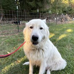 River - Maremma Sheepdog