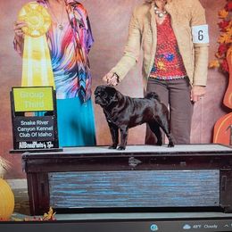 Chalice - Pug