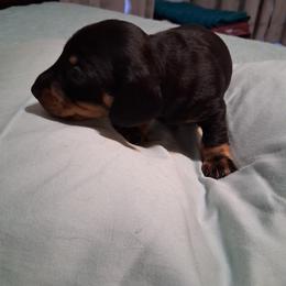 Dachshund Puppies from Va mini dachshunds