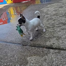Chihuahua Puppies from CristinaXio Chihuahuas