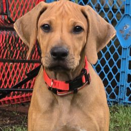 Rhodesian Ridgeback puppies from Monarch Rhodesian Ridgebacks