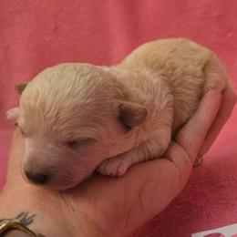 1 hot pink - Apricot female Maltipoo puppy in Sahuarita, Arizona from Cowgirl's Legacy Maltipoos