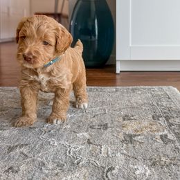 Australian Labradoodle Puppies from Peak Australian Labradoodles