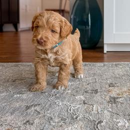 Australian Labradoodle Puppies from Peak Australian Labradoodles