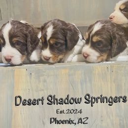 English Springer Spaniel puppies from Desert Shadow Springers