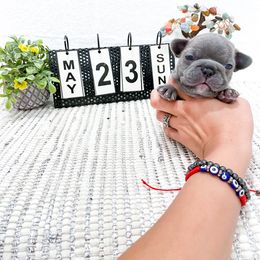 French Bulldog Puppies from Pawzitive Frenchies