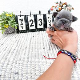 French Bulldog Puppies from Pawzitive Frenchies
