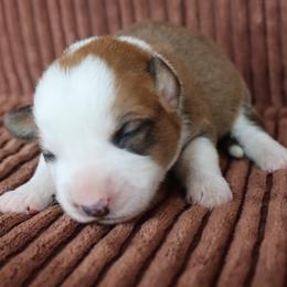 Jasper - Red and white male Cardigan Welsh Corgi puppy in Livermore, Colorado from Rowe Family