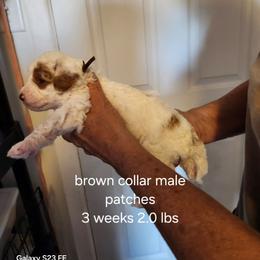 Patches, brown collar - Parti male Goldendoodle puppy in Fairmount, Indiana from Capens' Doodles,Poodles and Poo's