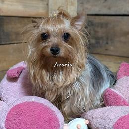Azaria - Yorkshire Terrier