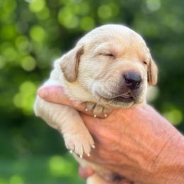 Reed - Yellow male Labrador Retriever puppy in Isle, Minnesota from Dog Ear Outfitters