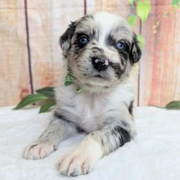 Bentley (Green collar) - Blue merle male Australian Shepherd puppy in Coulee City, Washington from Mr and Mrs Doodle Farm