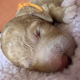 Orange - Apricot female Poodle puppy in Redlands, California from LEI Kennels