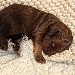 Ember - Brown female Bernedoodle puppy in Mint Hill, North Carolina from Ball-Y-Hoo Bernedoodles