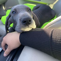 Great Dane and Yorkshire Terrier Puppies from Graham’s Danes