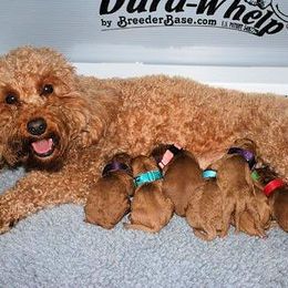 Juniper - Australian Labradoodle