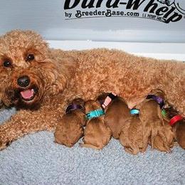 Juniper - Australian Labradoodle