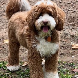 Brooks - Australian Labradoodle
