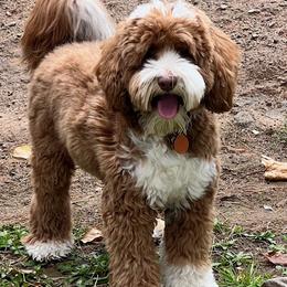 Brooks - Australian Labradoodle