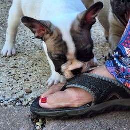 French Bulldog Puppies from Double Barrel Bulldogs