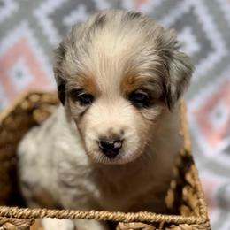 Daisy - Blue merle female Australian Shepherd puppy in Clover, South Carolina from Jo’s Aussies