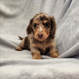 Dulce - Dapple female Dachshund puppy in Trenton, Florida from Kings Dachshunds
