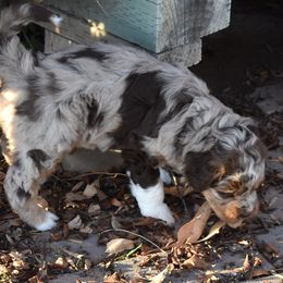 Red Merle, Female - Red merle female Aussiedoodle puppy in Parma, Idaho from Arena Valley Acres