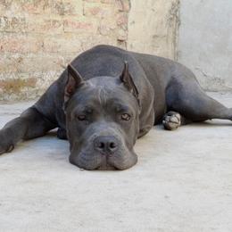 Cane Corso and Lowchen Puppies from High Royal Kennel
