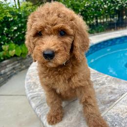 Teal - Red  male Goldendoodle puppy in Indian Trail, North Carolina from Castleberry Doodles and Poodles