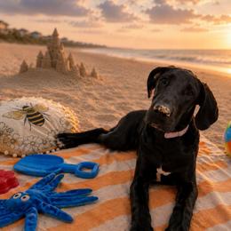 Eve - Black female Great Dane puppy in Brooksville, Florida from Follow My Lead Great Danes