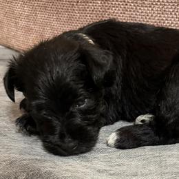 Tan collar - Black male Miniature Schnauzer puppy in Hiddenite, North Carolina from Beyond Blessed Pawz